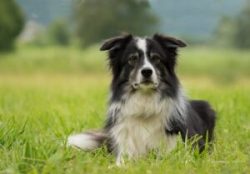 Border Collies look like a lighter version of the Australian Shepherd, but instead of the typica ...