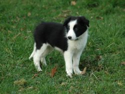 The Stryker Border Collie holds the record for the fastest dog to open a car window (11.34 secon ...