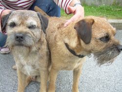 Representatives of the breed get along well with children, especially with teenagers. Border pla ...