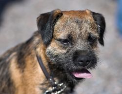 there is no need to leave the terrier alone with small children. It is important to teach your c ...