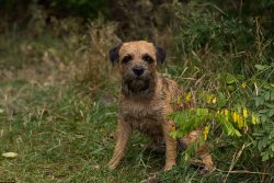if a stranger enters the territory of the terrier without asking, the dog will immediately notif ...