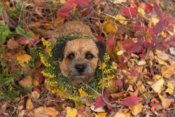 Representatives of the breed are very smart, quick-witted dogs. The border is able to learn quit ...