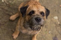 If the owner has established contact with the pet, if the pet is well educated and trained, he u ...