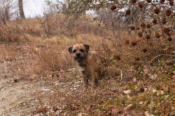 If the terrier will be used in the hunting business, it is trained from the age of six months. 