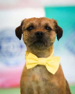 The Border Terrier is the smallest of the working terriers. In European countries, borders are c ...