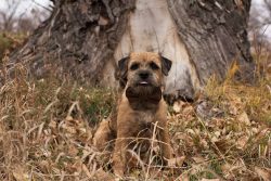 In Sweden, Border Terriers are used to find people in the rubble, in Great Britain – as as ...