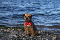 Border Terriers do not suffer from seasickness and love to ride in vehicles. 
