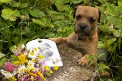 Despite its friendly disposition, the Border Terrier is not suitable for all people. This dog is ...