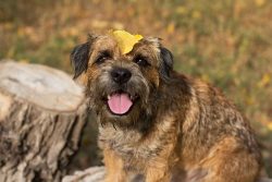 This dog is full of seething energy, so its owner must also lead an active lifestyle. 