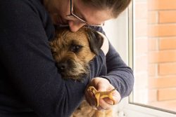 The main advantages of the Border Terrier:1. Friendliness, dedication.2. Intelligence and ingenu ...