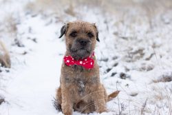 The main disadvantages of the Border Terrier:1. Propensity to allergies.2. Requires daily walkin ...