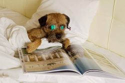 The Border Terrier is a hunting dog breed that has long been bred in the UK. This is an old natu ...