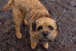 These dogs are used when hunting foxes, as well as as a cheerful, but not at all noisy pet, whic ...
