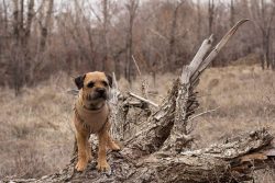 Over long distances, they had to accompany packs of otterhounds and foxhounds and have sufficien ...