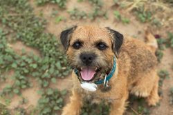 Now the Border Terrier is more intended for those who like to take long walks with the dog throu ...