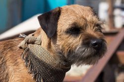 One of the striking features of the Border Terrier’s appearance is the head, similar to th ...