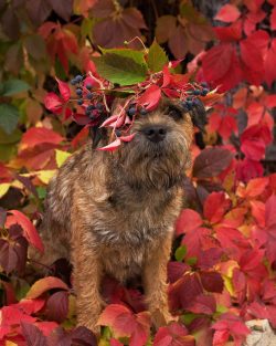 Once suitable for hunting, dogs were measured with their arms around their chest. If the dog fit ...