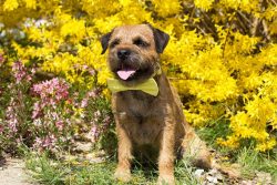 The dark eyes of Border Terriers have a keen expression. Small triangular ears are lowered forwa ...