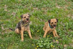 The color of the border can be wheat, red, blue, and tan, or gray (grizzly) and tan. Puppies are ...