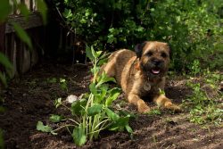 An unusual combination of softness and some harshness is noticeable in the dog’s body and  ...