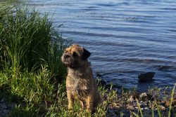 It is a hardy working dog with a balanced character, courageous and unstable. At the same time,  ...