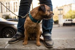 He is mobile and tireless in games, loves to play pranks, always on the alert. It is very good f ...