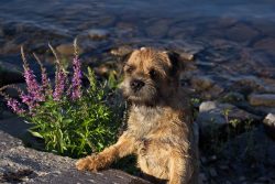 The border gets along well with pets, but his hunting instinct is very strong and on a walk, he  ...