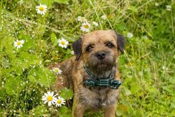 Such a dog definitely needs long walks and good physical activity. But in urban conditions, it i ...