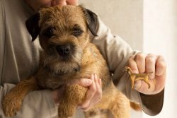 These dogs are real long-livers. Their average life span is 12-15 years. As a rule, they are in  ...
