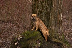 Borders also have heart abnormalities, as well as eye problems (juvenile cataracts and progressi ...