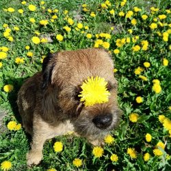 The Border Terrier is the smallest member of the Terrier group. But despite this, the dogs are c ...