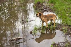 This breed was not bred artificially but went through all the stages of natural selection. That  ...