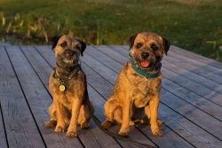 The breed was officially recognized in 1920. They appeared in the border regions of Scotland and ...