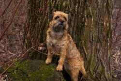 Dogs of this breed grew up in the wild – among the mountains and hills of Great Britain. T ...