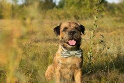 Today the Border Terrier is rarely used as a hunting dog. Increasingly, he is turned on as a pet.