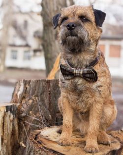 Pets are ideal for those who like long walks, who like to walk in the woods and fields.
