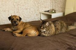 Dogs will get along well with all family members, including small children. Many dogs don’ ...