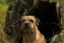 These working dogs are distinguished by their balanced temperament. They are not picky, very aff ...