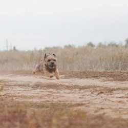 In Europe, the Border Terrier very often work in shelters and nursing homes. Dogs are considered ...