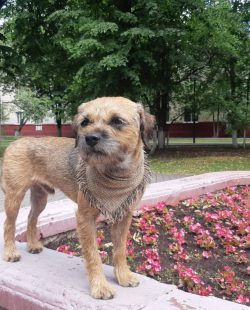 Dogs are the smallest representatives of the terrier group. Their weight reaches only 5.2-7 kg,  ...
