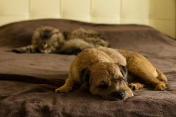 Babies can be taken at 8-9 weeks from birth. At this age, the dogs already have documents and th ...