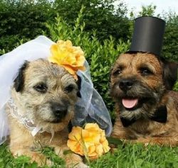 These dogs are not picky about grooming. They are perfectly adaptable to almost any conditions o ...