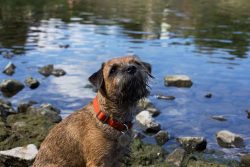 The dog’s coat does not require any special care. The border does not need to be combed ou ...