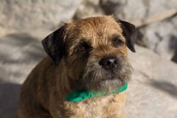 Buy a special brush and comb your pet several times a week – then the coat will always be  ...