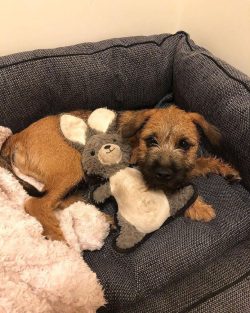 Bathing babies as needed. By the way, the Border Terrier is an excellent swimmer, so it’s  ...