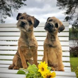 It is important to treat your pet for seasonal parasites every year. This will protect against i ...