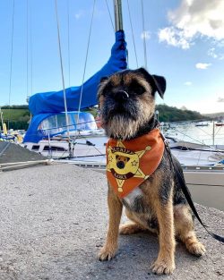 The Border Terrier does not tolerate rough treatment, it is better to use treats and praise when ...