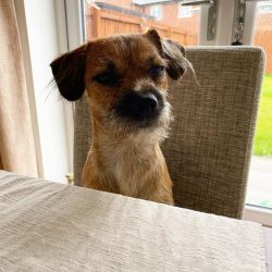 The Border Terrier, or Border Terrier, is the result of farmers’ determined struggle with  ...