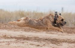 A fairly narrow body allows the dog to squeeze into holes, thick skin and coarse coat protect we ...