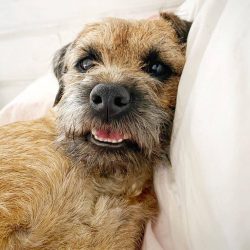 The first Border Terrier registered in the United States was a male named Netherbyers Ricky in 1930.